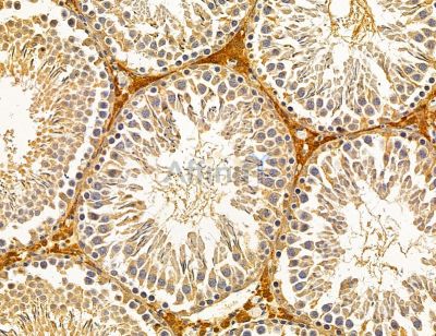 ANO3 Antibody - DF14731 at 1/100 staining rat testis tissue by IHC-P.