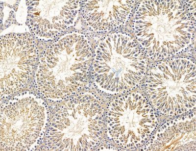 B4GALNT3 Antibody - DF14732 at 1/100 staining rat testis tissue by IHC-P.