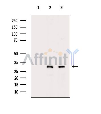 MTX2 Antibody - Western blot analysis of extracts from various samples, using MTX2 Antibody.