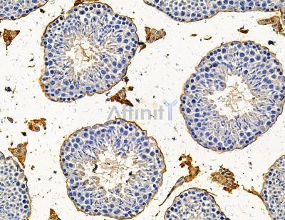 SLC15A2 Antibody - DF14742 at 1/100 staining mouse testis tissue by IHC-P.