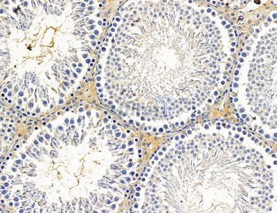 SLC15A2 Antibody - DF14742 at 1/100 staining rat testis tissue by IHC-P.