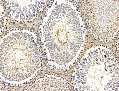 SLC39A11 Antibody - DF14747 at 1/100 staining rat testis tissue by IHC-P.