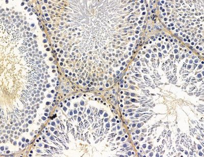 CDS1 Antibody - DF14748 at 1/100 staining rat testis tissue by IHC-P.