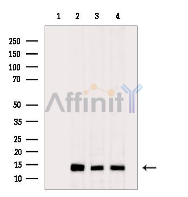 MINOS1 Antibody - Western blot analysis of extracts from various samples, using MINOS1 Antibody.