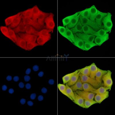 MINOS1 Antibody - DF14761 staining Hela cells by IF/ICC.