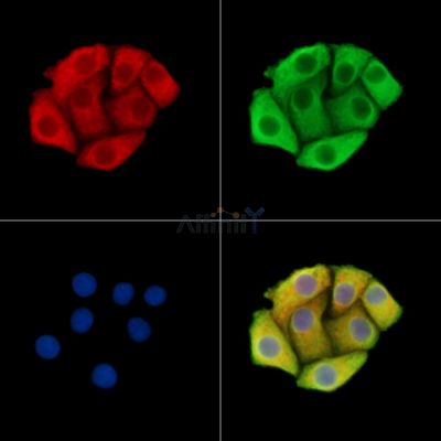 DHX30 Antibody - DF14768 staining Hela cells by IF/ICC.