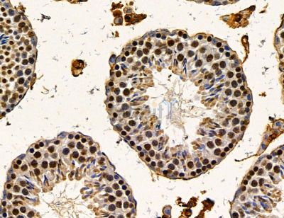 GRHL2 Antibody - DF14779 at 1/100 staining mouse testis tissue by IHC-P.