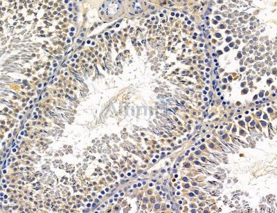 PAN3 Antibody - DF14792 at 1/100 staining rat testis tissue by IHC-P.