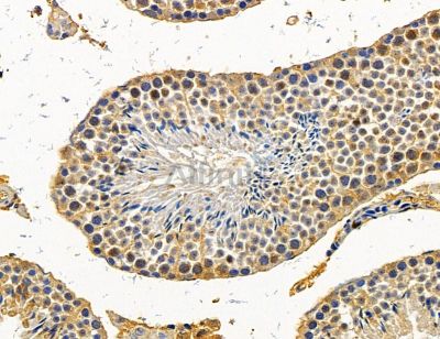 FAM71D Antibody - DF14798 at 1/100 staining mouse testis tissue by IHC-P.
