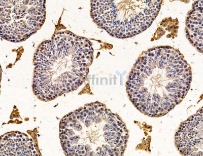NRROS Antibody - DF14800 at 1/100 staining mouse testis tissue by IHC-P.