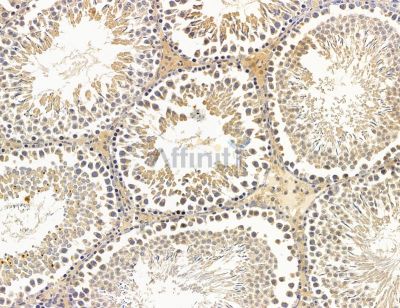 CRYGC Antibody - DF14802 at 1/100 staining rat testis tissue by IHC-P.