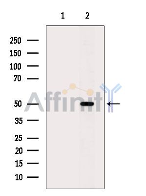 AP4M1 Antibody - Western blot analysis of extracts from Mouse brain, using AP4M1 Antibody.