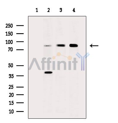 SCYL3 Antibody - Western blot analysis of extracts from various samples, using SCYL3 Antibody.