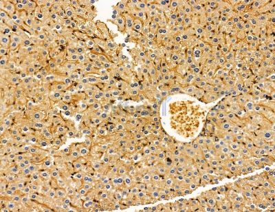 IGSF3 Antibody - DF14867 at 1/100 staining mouse liver tissue by IHC-P.