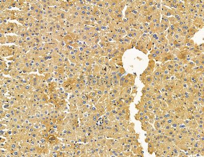 CCDC68 Antibody - DF14870 at 1/100 staining mouse liver tissue by IHC-P.