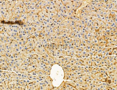 SLC25A33 Antibody - DF14871 at 1/100 staining mouse liver tissue by IHC-P.