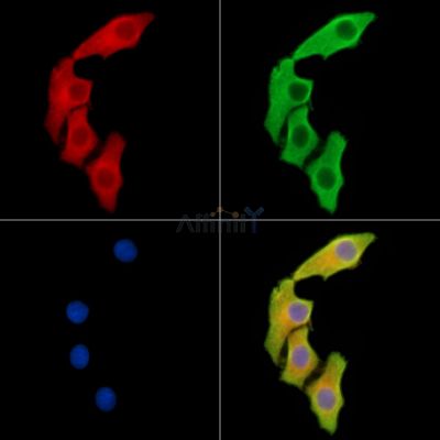 BCL2L15 Antibody - DF14875 staining Hela cells by IF/ICC.