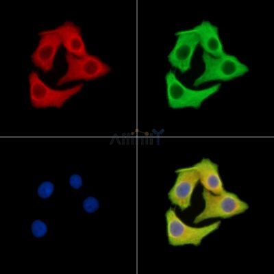GOLGA6B Antibody - DF14876 staining Hela cells by IF/ICC.