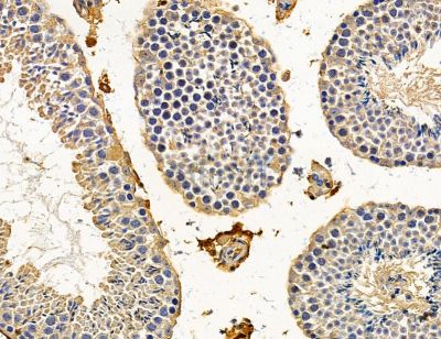 UNC13B Antibody - DF14879 at 1/100 staining mouse testis tissue by IHC-P.