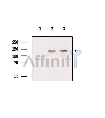 STXBP5 Antibody - Western blot analysis of extracts from various samples, using STXBP5 Antibody.
