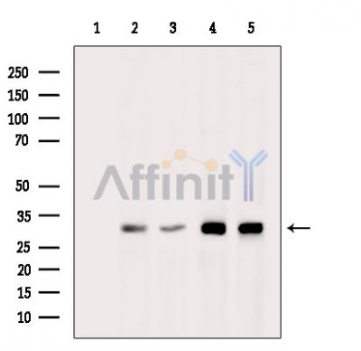 MAPK1IP1L Antibody - Western blot analysis of extracts from various samples, using MAPK1IP1L Antibody.
