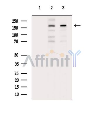 RERE Antibody - Western blot analysis of extracts from various samples, using RERE Antibody.