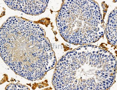 ENTPD8 Antibody - DF14941 at 1/100 staining mouse testis tissue by IHC-P.