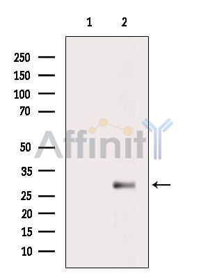 VENTX Antibody - Western blot analysis of extracts from Rat liver, using VENTX Antibody.