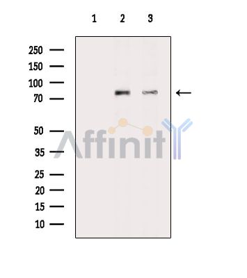 SIGLEC11 Antibody - Western blot analysis of extracts from various samples, using SIGLEC11 Antibody.