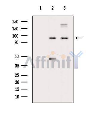 VPS53 Antibody - Western blot analysis of extracts from various samples, using VPS53 Antibody.