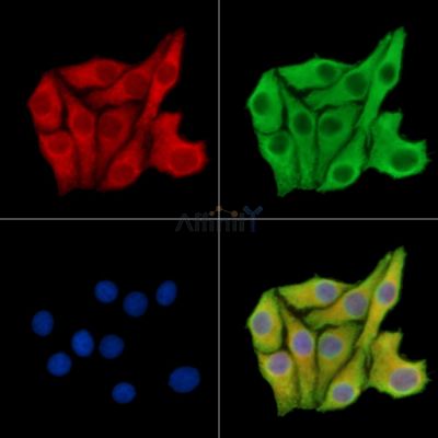 RTL1 Antibody - DF15003 staining Hela cells by IF/ICC.