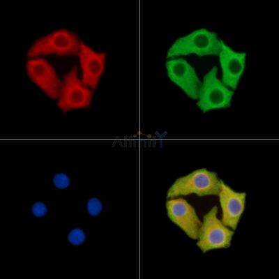 KRTCAP2 Antibody - DF15004 staining Hela cells by IF/ICC.