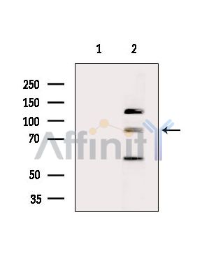 CEP85 Antibody - Western blot analysis of extracts from Mouse brain, using CEP85 Antibody.