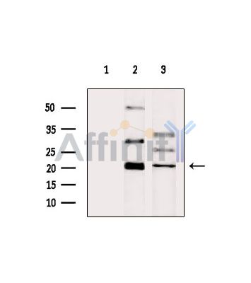 DUSP13 Antibody - Western blot analysis of extracts from various samples, using DUSP13 Antibody.