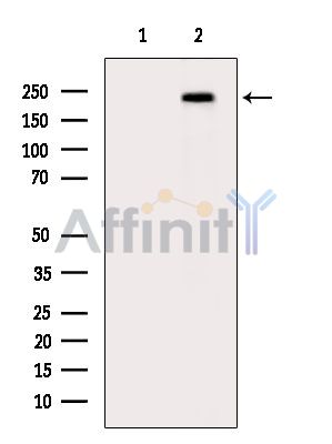 TANC2 Antibody - Western blot analysis of extracts from HepG2 cells(heat-shock treatment), using TANC2 Antibody.