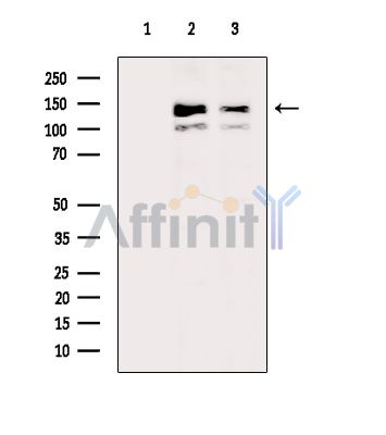 FAM83H Antibody - Western blot analysis of extracts from various samples, using FAM83H Antibody.