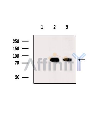 TRMT1L Antibody - Western blot analysis of extracts from various samples, using TRMT1L Antibody.