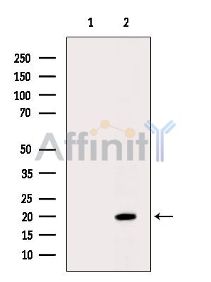 HINT3 Antibody - Western blot analysis of extracts from Hela cells(heat-shock treatment), using HINT3 Antibody.
