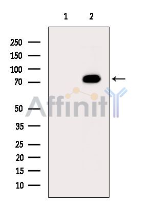 FGD2 Antibody - Western blot analysis of extracts from Mouse brain, using FGD2 Antibody.
