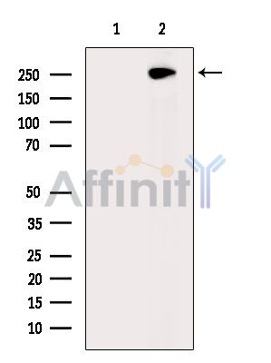 CEP295 Antibody - Western blot analysis of extracts from Mouse brain, using CEP295 Antibody.