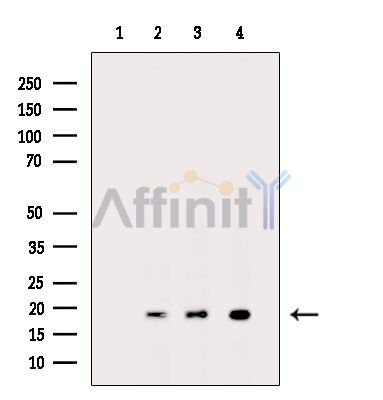 FAM107B Antibody - Western blot analysis of extracts from various samples, using FAM107B Antibody.
