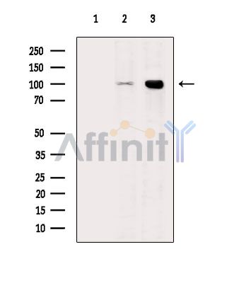 JADE3 Antibody - Western blot analysis of extracts from various samples, using JADE3 Antibody.