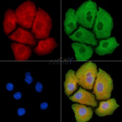 MYL12A Antibody - DF7798 staining Hela cells by IF/ICC.