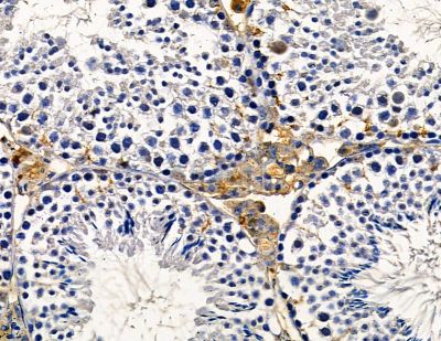 AIFM2 Antibody - DF8636 at 1/100 staining mouse testis tissue by IHC-P.