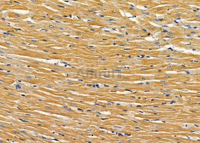 AIFM2 Antibody - DF8636 at 1/100 staining rat heart tissue by IHC-P.