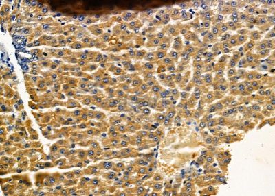 AIFM2 Antibody - DF8636 at 1/100 staining rat liver tissue by IHC-P.