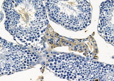 OR4C12 Antibody - DF8695 at 1/100 staining mouse testis tissue by IHC-P.