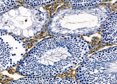 OR4K2 Antibody - DF8696 at 1/100 staining mouse testis tissue by IHC-P.