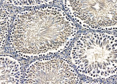 ZNF7 Antibody - DF8791 at 1/100 staining rat testis tissue by IHC-P.
