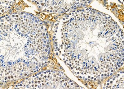 PSMD9 Antibody - DF9094 at 1/100 staining mouse testis tissue by IHC-P.